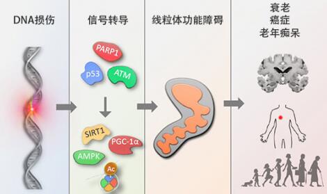 首个经科学验证